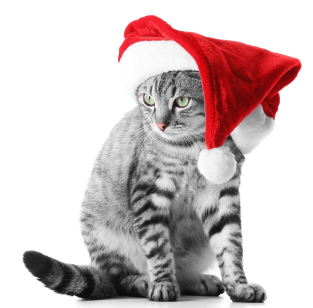 Christmas cat isolated on white