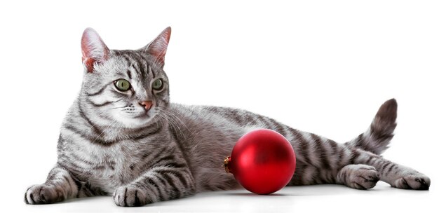 Christmas cat isolated on white