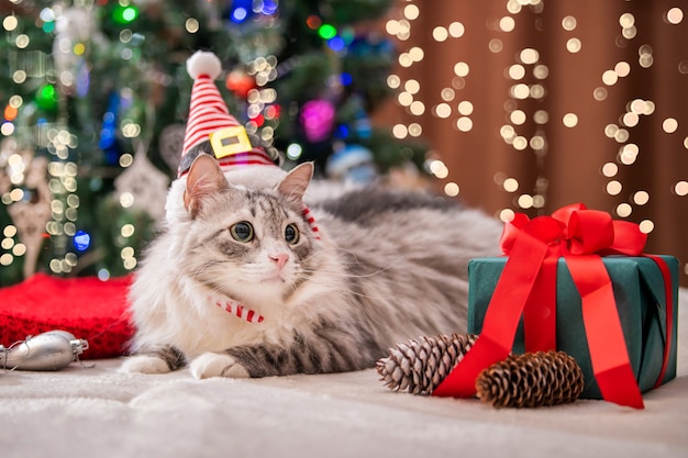 Christmas cat. Portrait of a fat fluffy cat next to a gift box on the background of a Christmas tree and lights of garlands.