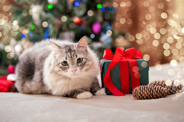 Christmas cat. Portrait of a fat fluffy cat next to a gift box on the background of a Christmas tree and lights of garlands.