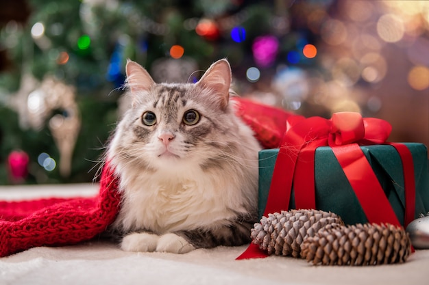 Christmas cat. Portrait of a fat fluffy cat next to a gift box on the background of a Christmas tree and lights of garlands.