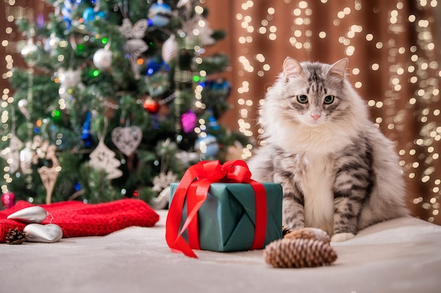 Christmas cat. Portrait of a fat fluffy cat next to a gift box on the background of a Christmas tree and lights of garlands.