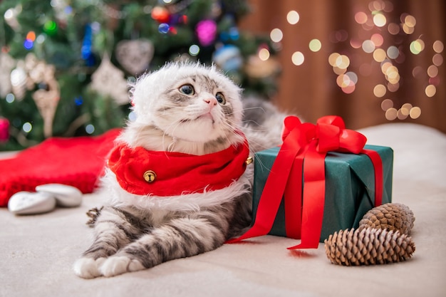 Christmas cat. Portrait of a fat fluffy cat next to a gift box on the background of a Christmas tree and lights of garlands.