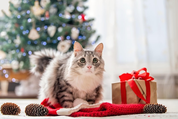 Christmas cat Portrait of a fat fluffy cat next to a gift box on the background of a Christmas tree and lights of garlands