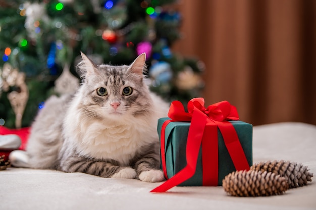 クリスマス猫ギフトボックスの横にある太ったふわふわの猫の肖像画クリスマスツリー