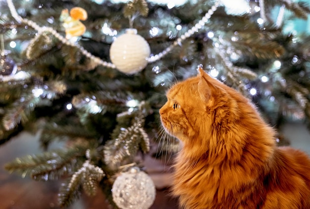 Christmas cat Portrait of fluffy red cat on the background of Christmas tree and lights of garlands