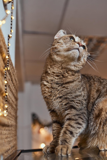 クリスマス猫。お祝いの赤い背景にクリスマスライトの花輪と肖像画の縞模様の子猫。