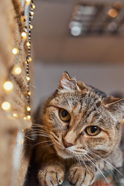 Christmas cat. Portrait striped kitten with Christmas lights garland on festive red background.