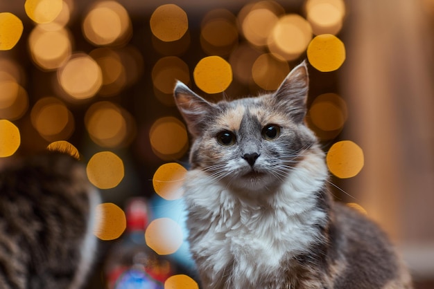 クリスマス猫。お祝いの赤い背景にクリスマスライトの花輪と肖像画の縞模様の子猫。