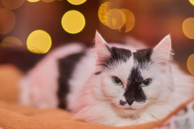 크리스마스 고양이. 축제 빨간색 배경에 크리스마스 조명 화환과 세로 줄무늬 고양이.