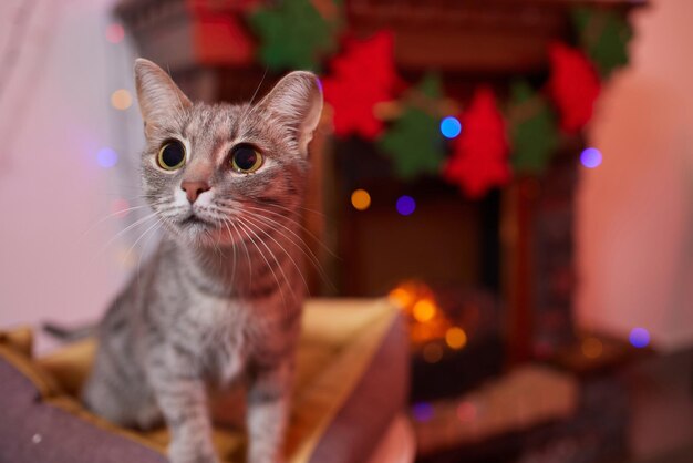크리스마스 고양이. 축제 빨간색 배경에 크리스마스 조명 화환과 세로 줄무늬 고양이.