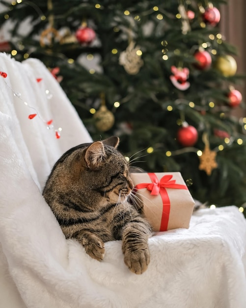 Christmas cat Tabby cat with a Christmas present on the background of a Christmas tree