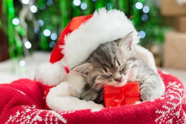 Gatto di natale che indossa il cappello di babbo natale che tiene in mano una confezione regalo che dorme su un plaid sotto l'albero di natale. concetto di regali di natale. casa accogliente. animale, animale domestico, gattino. primo piano, copia dello spazio. regali di natale.