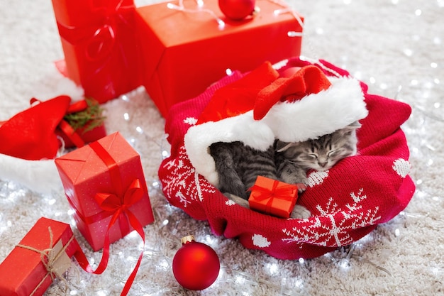 Christmas cat wearing Santa Claus hat holding gift box sleeping on plaid under christmas tree. Christmas presents concept. Cozy home. Animal, pet, kitten.Close up,copy space. Christmas presents.