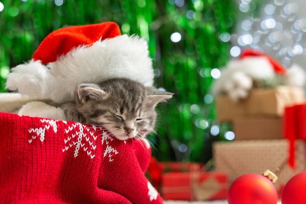 Christmas cat wearing Santa Claus hat sleeping on plaid under christmas tree with blurry festive decor. Adorable little tabby kitten, kitty, cat. Cozy home. Animal, pet, cat. Close up, copy space.