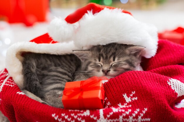 Gatto di natale che indossa il cappello di babbo natale