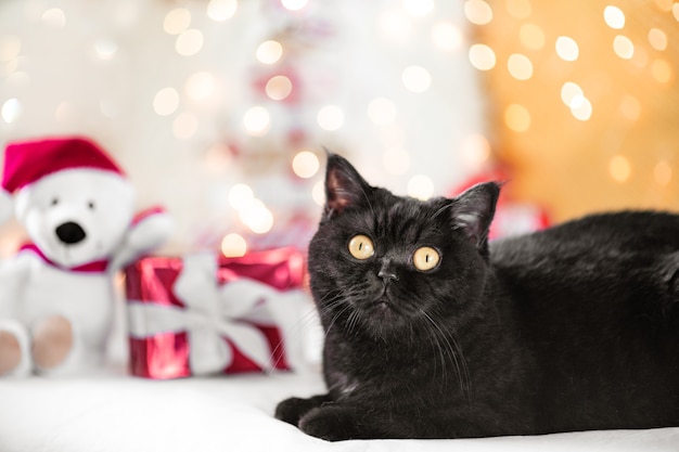 Christmas cat with gift boxes and teddy bear