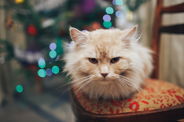 christmas cat