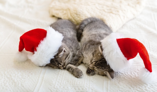 Christmas cats. Cute tabby kittens sleeping together in christmas hats. Santa Claus hats on pretty Baby cat. Kids animal kitty and cozy home concept. Home pets at New Year and Xmas.