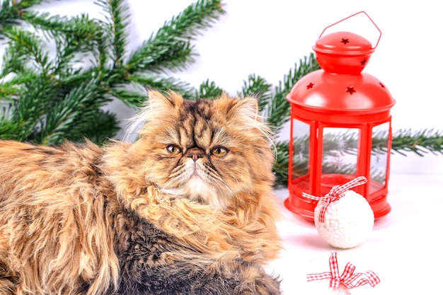 Christmas composition card . Persian cat lies on a white background with a Christmas tree, Christmas balls and a red lantern