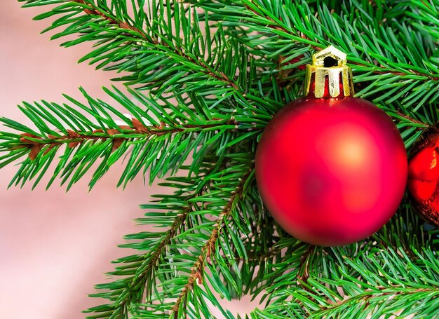 Christmas composition of green fir tree branches with red baubles