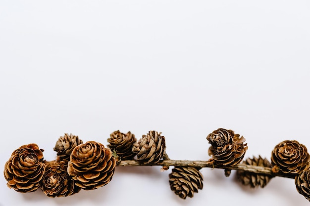 Premium Photo  Christmas composition. pine cones decorations on branches  on wooden white background. top view, copy space. layout made of winter.  flat lay. holiday season concept.