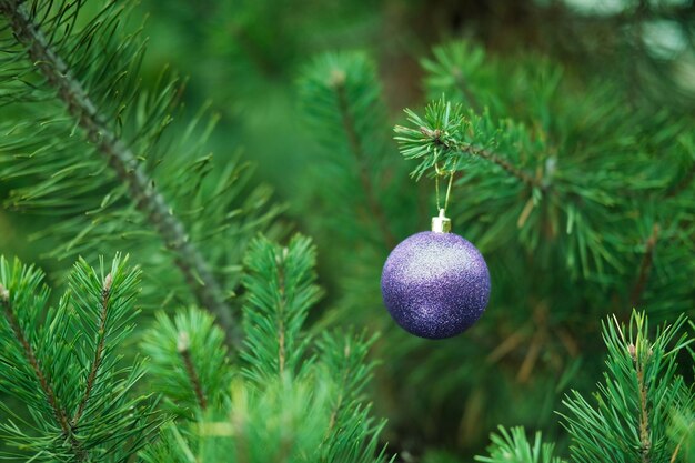 Foto composizione natalizia palla viola su un ramo di albero di natale
