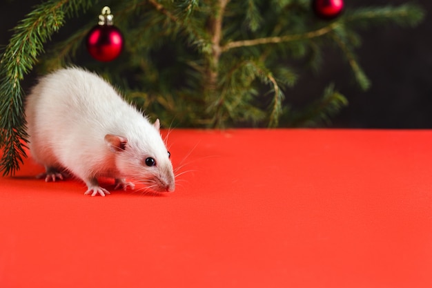 Christmas composition with a real rat. A rat on red table near a Christmas tree with toys. Christmas card