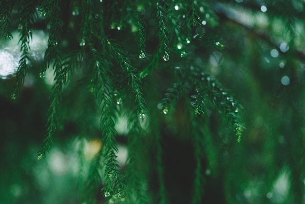 Christmas concept. Green Spruce With Drops Of Dew. Morning Dew On A Green Spruce.