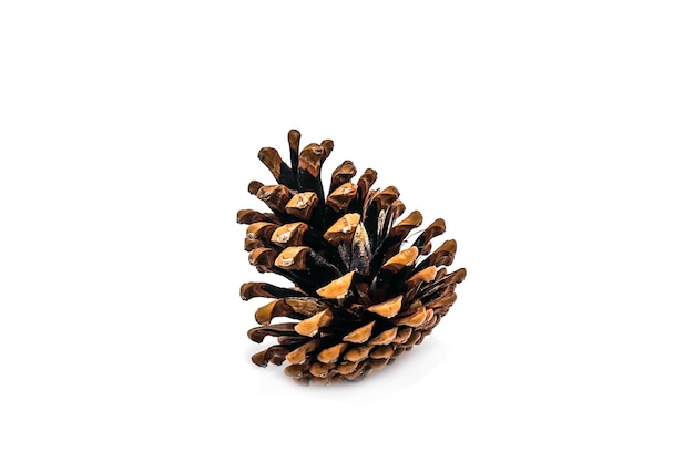 Christmas cones with a branch on a white backgroundChristmas tree branch with cones on a white background closeupBeautiful branch of a coniferous pine tree with fruit cones on a white background