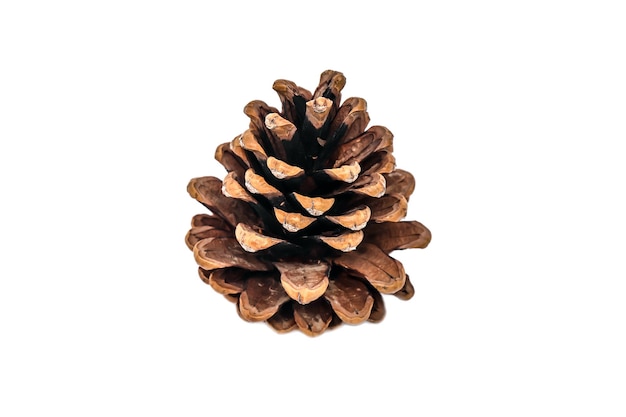 Christmas cones with a branch on a white backgroundChristmas tree branch with cones on a white background closeupBeautiful branch of a coniferous pine tree with fruit cones on a white background