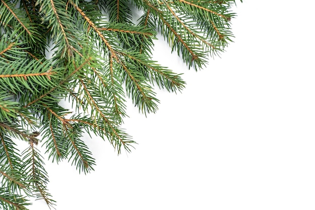 Foto decorazioni di natale rami di albero di natale su sfondo bianco