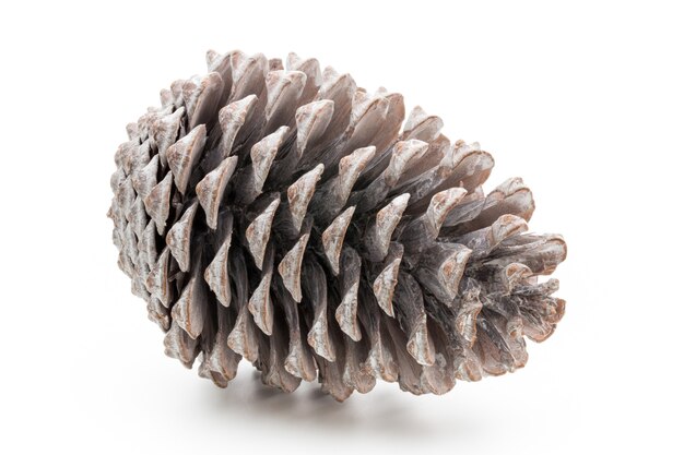 Christmas decor,  pine cone on white background.