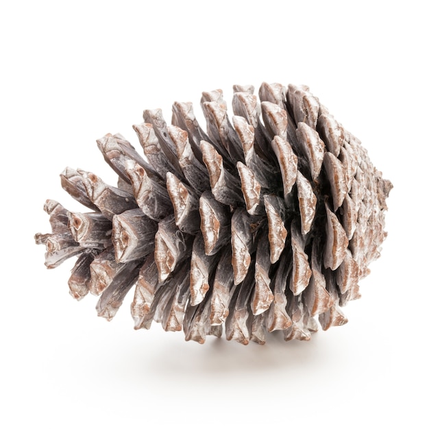 Christmas decor,  pine cone on white background