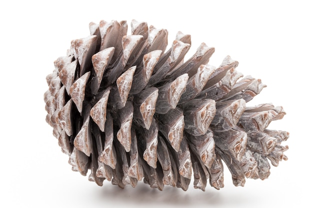 Christmas decor,  pine cone on white background