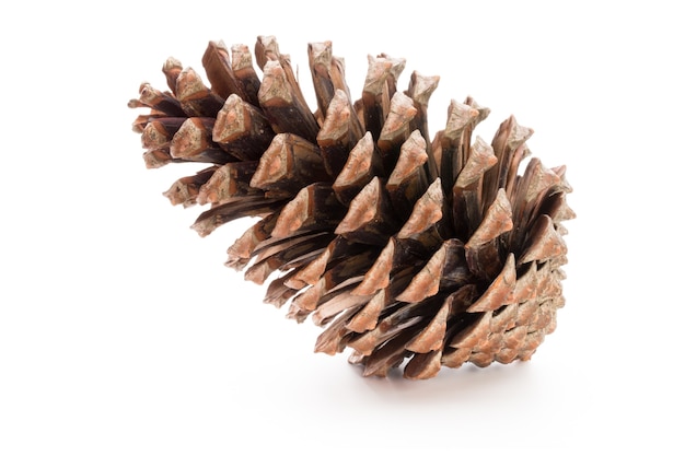 Photo christmas decor, pine cone on white