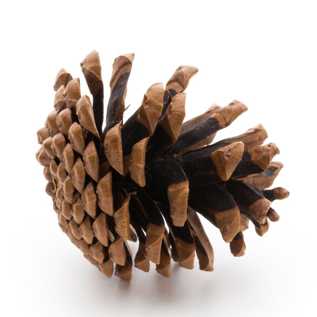 Christmas decor,  pine cone.