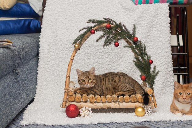 Christmas decoration. gray cat in the Christmas basket. new year. grey cat