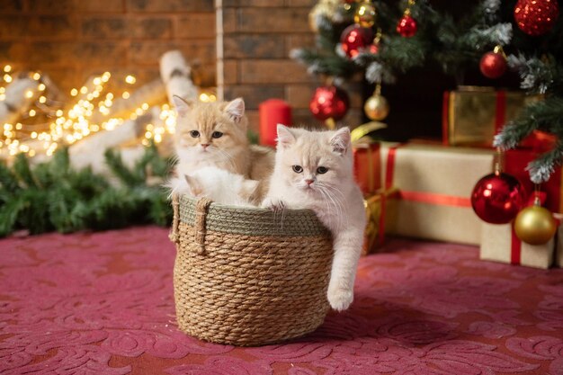 写真 クリスマスの装飾品