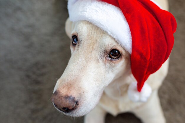 Christmas The dog in the hat of Santa Claus Santa Claus 2022 Labrador at Christmas Dog for the