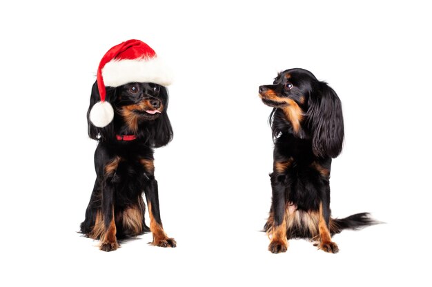 Christmas Dog in Santa Hat teased Little Dog Isolated on White Background