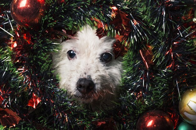 写真 クリスマスの犬