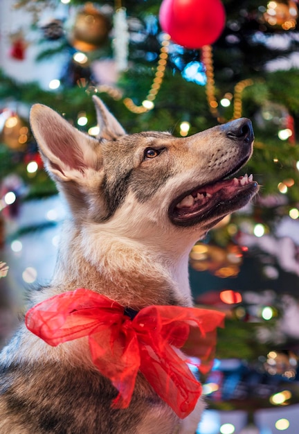 クリスマスの犬