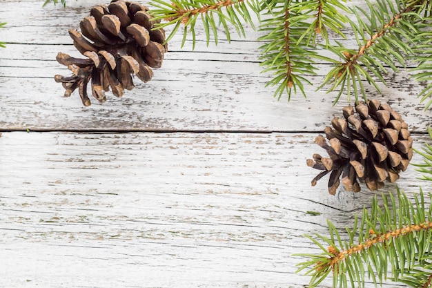 Christmas fir branches with cones