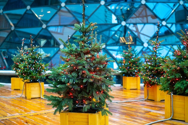 Christmas fir tree and electric garland of light bulbs