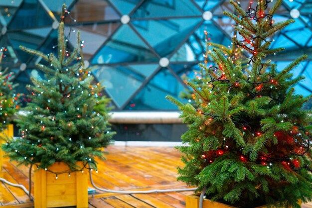 Christmas fir tree and electric garland of light bulbs