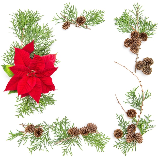 Christmas flower decoration and pine branches. Floral flat lay