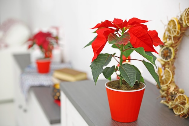 Photo christmas flower poinsettia and decorations on shelf with christmas decorations