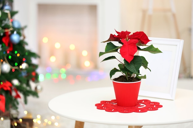 休日のインテリアにクリスマスの花のポインセチア