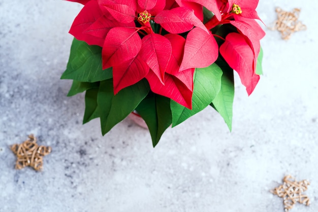 金の星と明るい石のクリスマスの花ポインセチア。